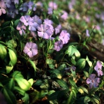 Flores de primavera púrpura