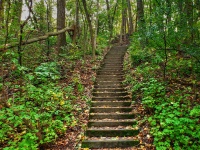 Stairway in Forest