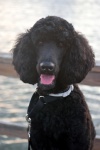 Standard French Poodle