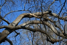 Strong sturdy bare branches