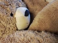 Stuffed Teddy Bear Face