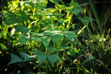 Sunlight on green oxalis and grass