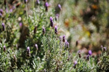 Sunlight on lavender flowers