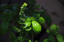 Sunlight On Leaf Of A Basil Plant
