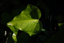 Sunlight on veined green ivy leaf