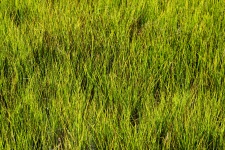 Bažina tráva