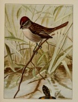 Swamp Sparrow Melospiza Georgiana