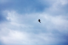 Tern Against The Sky With Clouds
