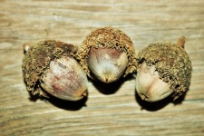 Three Bur Acorns On Wood Close-up