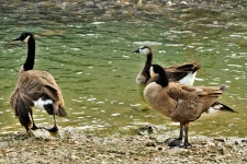 Three Geese At Edge Of Lake