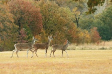 Three White-tail Deer in Fall
