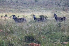 Three zebra on a grassy slope