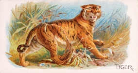 Tygr Panthera Tigris