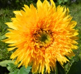 Sunflower Santa Fe - 1