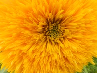 Sunflower Santa Fe - 3