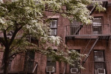 Tree and brick apartments