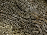 Textura kůry stromů