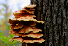 Camadas de fungos de árvores