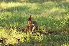 Due conigli di silvilago in erba