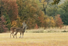 Two Deer In Fall Background