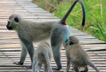 Due giovani scimmie vervet