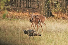 Two White-tail Deer And Wild Turkey