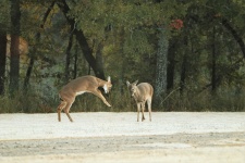 Two White-tail Fawns Playing