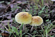 Deux champignons amanites jaunes