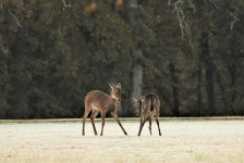 Two Young Buck Deer Playing 2