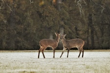 Two Young Buck Deer Playing 3