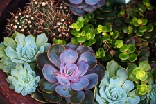 Various Echeveria & Other Succulent