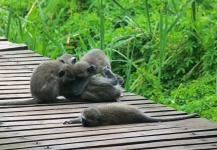 Vervet Monkeys Bundling Together