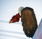 Vulture artifact