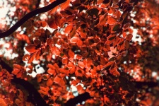 Leśne liście drzew jesienią