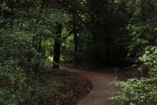 Walking Path Through the Woods