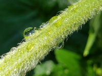 Water Droplet On Fuzzy Plant