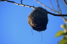Weaver's Nest With Opening