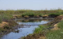 Wetlands landscape