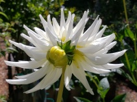 Floare albă de dalie