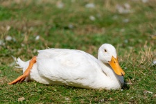 Canard blanc au repos