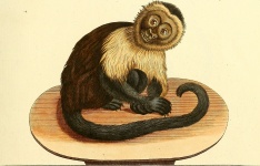 Opice kapucínská bílá