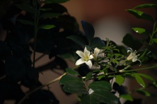 White flowering murraya exotica