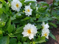 Witte tuinbloemen