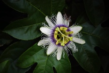 Fehér passiógyümölcs virág