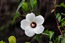 Kwiat białego malwy z bagna