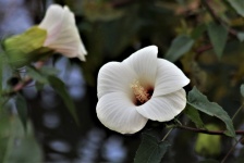 Białe kwiaty bagna róży