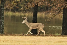 White-tail Buck Running At Pond