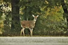White-tail Doe In Fall 2