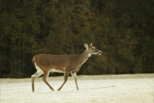 White-tail Doe In Frosty Grass
