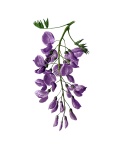 Wisteria Flowers Watercolor
